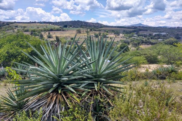 Mezcal Conchita: independiente y artesanal