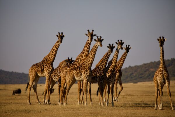 Viajar a Tanzania: un sueño para amantes de la naturaleza