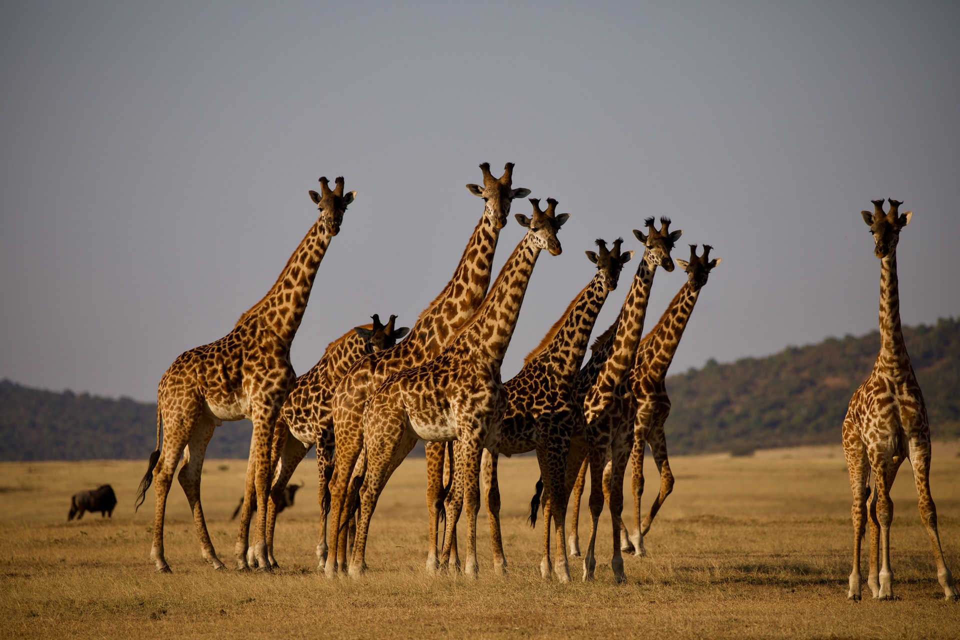 Jirafas en Parque Nacional de Serengueti, Tanzania