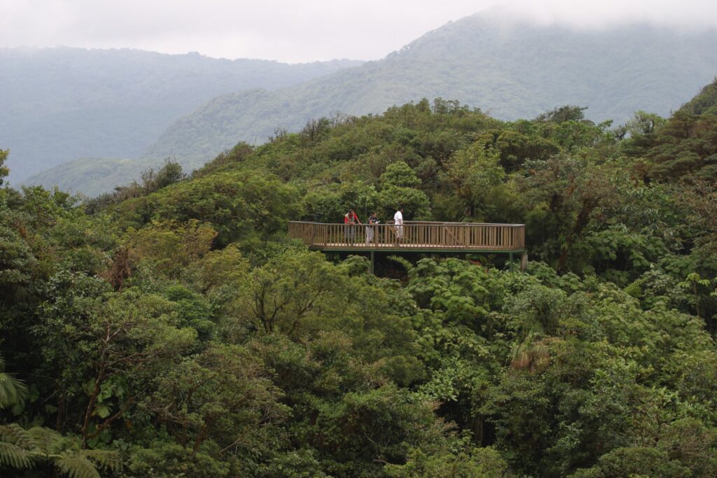 Bosque Nuboso Monteverde. Montaña, árboles y un mirador.